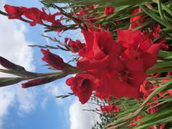 Gladiolen rot Gladiolen rot