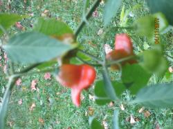 Samen Paprika Bischofsmütze Samen Paprika Bischofsmütze