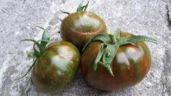 Tomate - Black & Red Boar + eine weitere Sorte Tomate - Black & Red Boar + eine weitere Sorte