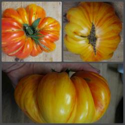 Tomate - Copia + eine weitere Sorte Tomate - Copia + eine weitere Sorte