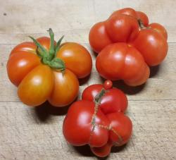 Tomate - Reisetomate + eine weitere Sorte Tomate - Reisetomate + eine weitere Sorte
