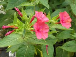 Wunderblumen Samen rot Wunderblumen Samen rot