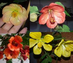 Zwerg-Abutilon Samen Zwerg-Abutilon Samen