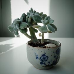 Echeveria pulvinata Sukkulente 'Frosty' Steckling mit Wurzel Echeveria pulvinata Sukkulente 'Frosty' Steckling mit Wurzel