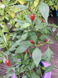 Cherry Pick (Samen) Cherry Pick (Samen)