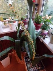 Samen von Sansevieria sp. Malawi Samen von Sansevieria sp. Malawi