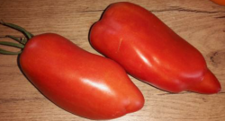 Andenhorn Tomate Andenhorn Tomate