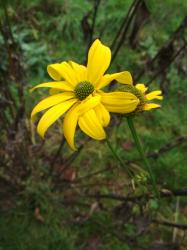 Sonnenhut (Rudbeckia) gelb Sonnenhut (Rudbeckia) gelb