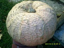 Kürbis Kürbis