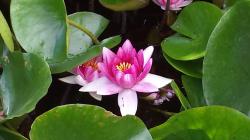 Seerose Seerose