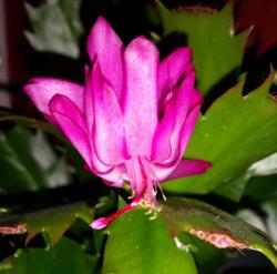 Schlumbergera Schlumbergera