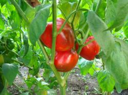 Aji dulce grande Aji dulce grande