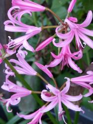 Nerine bowdenii - Guernseylilie Nerine bowdenii - Guernseylilie