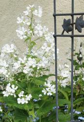 Silberblatt Pflänzchen weiß Silberblatt Pflänzchen weiß