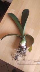 Blutblume weißblühend Rarität Blutblume weißblühend Rarität