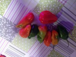Verschiedene Aji dulce Samen Verschiedene Aji dulce Samen
