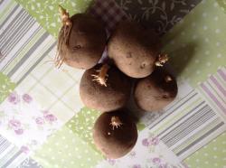 Saatkartoffeln Adretta alte Sorte Saatkartoffeln Adretta alte Sorte