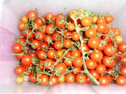20 Tomatensamen Party-Kirschtomate 20 Tomatensamen Party-Kirschtomate