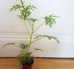 Duftgeranium Duftgeranium