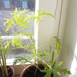 Duftgeranium & Indianerminze für Gerda Duftgeranium & Indianerminze für Gerda