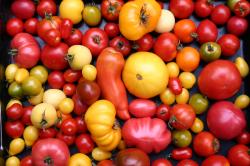 Über 60 verschiedene Tomatensorten Über 60 verschiedene Tomatensorten