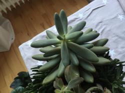 Pachyphytum 2 Blattstecklinge Pachyphytum 2 Blattstecklinge