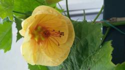 Abutilonsamen Abutilonsamen