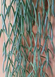Hoya linearis Hoya linearis