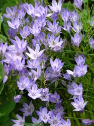 Brodiaea 'Queen Fabiola' Brodiaea 'Queen Fabiola'