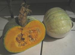 Kürbis (Samen ursprünglich aus Tadschikistan) Kürbis (Samen ursprünglich aus Tadschikistan)