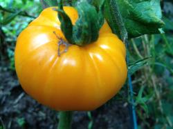 Fleischtomate, gelb, süß, 10 Samen Fleischtomate, gelb, süß, 10 Samen