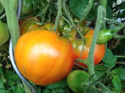 Tomate, rot, herzförmig, 10 Samen Tomate, rot, herzförmig, 10 Samen
