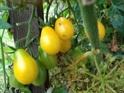 Tomaten, gelb, 10 Samen