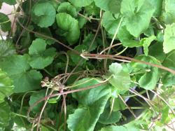 Gotu Kola Gotu Kola