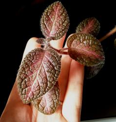Episcia "Nortern Light" Episcia "Nortern Light"