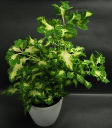 Grün/weiß "Carefree" Coleus Grün/weiß "Carefree" Coleus