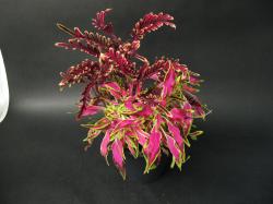 Coleus "The Flume" Coleus "The Flume"