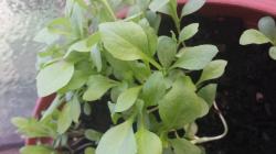 Strahlenaster bunte Mischung Saatgut Strahlenaster bunte Mischung Saatgut