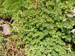 Teppich-Sedum Teppich-Sedum