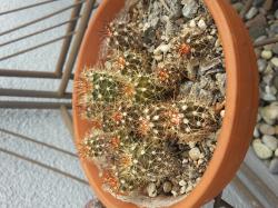 2 x Melocactus Azureus 2 x Melocactus Azureus