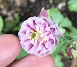 Akelei, rosa gefüllt Akelei, rosa gefüllt