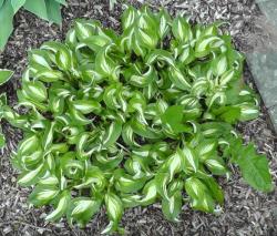 Hosta Funkie Hosta Funkie