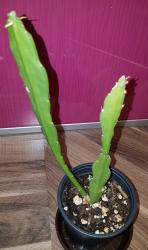 Epiphyllum Bertha Talbot Loose Epiphyllum Bertha Talbot Loose