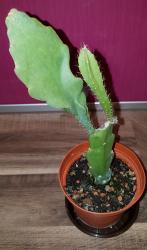 Epiphyllum Grace Ann Epiphyllum Grace Ann