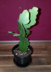 Epiphyllum weiß blühend Epiphyllum weiß blühend