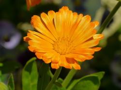 Ringelblume Ringelblume
