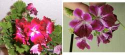 Pelargonium PAC Bermuda Dark Red + PAC Angeleyes Burgundy Pelargonium PAC Bermuda Dark Red + PAC Angeleyes Burgundy
