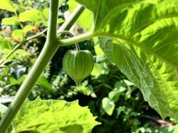 Physalis Physalis