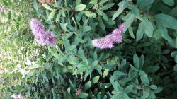 Kolbenspiere Spierstrauch rosa Kolbenspiere Spierstrauch rosa