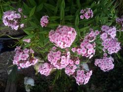 Flammenblumen Flammenblumen